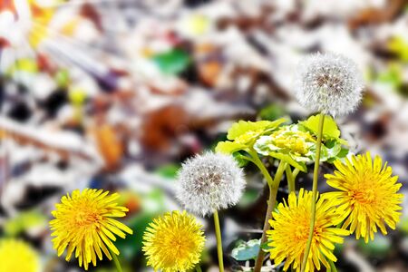Summer landscape. Flowers.の写真素材