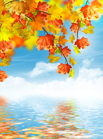 autumn foliageの写真素材