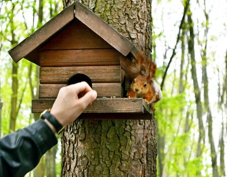 The man in the park squirrel feeding from a handの写真素材