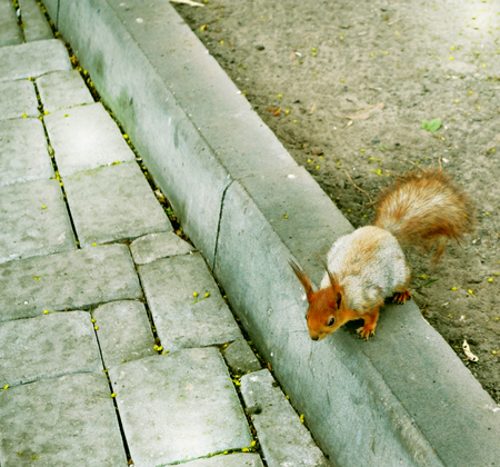 Squirrel runs on the road in the parkの写真素材