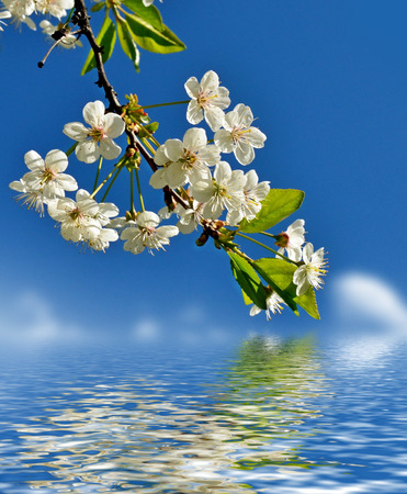 Branch of the cherry blossoms against the blue sky with cloudsの写真素材
