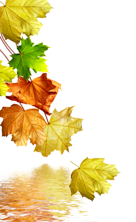 autumn leaves isolated on white backgroundの写真素材