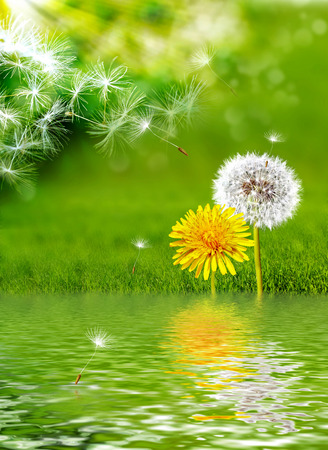 Summer landscape. Flowersの写真素材