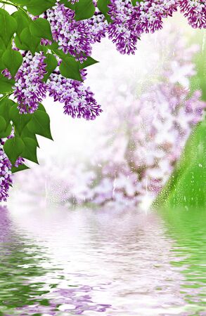 spring. lilac branchの写真素材