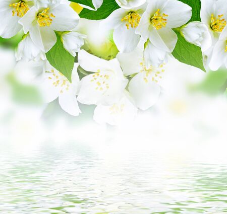 Spring landscape with delicate jasmine flowersの写真素材