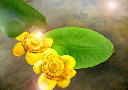 flowers of water lilies on the river