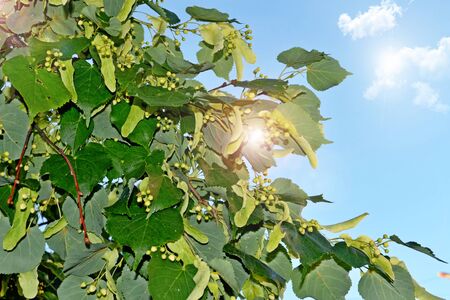 Summer landscape. Background of linden flowers and blue sky with clouds