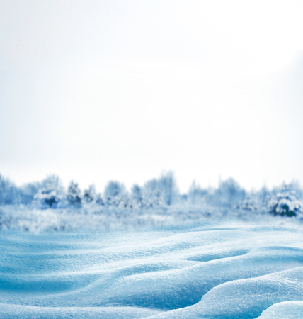 Winter Forest. Winter landscape.の写真素材