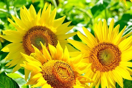 Beautiful sunflower field in summerの写真素材