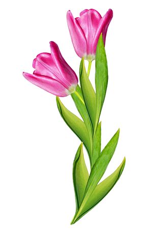 spring flowers tulips isolated on white backgroundの写真素材