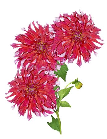 Dahlia flower isolated on white backgroundの写真素材