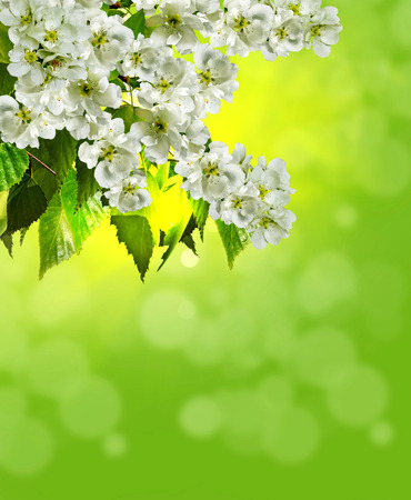 blooming apple treeの写真素材