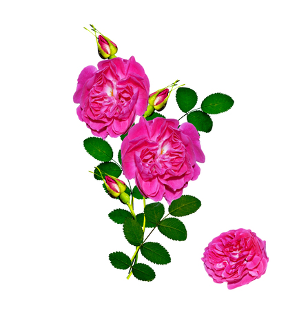 Dog rose (Rosa canina) flowers on a white backgroundの写真素材