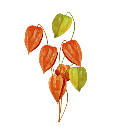 physalis isolated on a white backgroundの写真素材