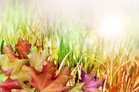 autumn foliage