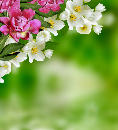 Spring landscape with delicate jasmine flowersの写真素材