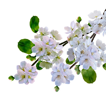 White apple flowers branch isolated on white backgroundの写真素材