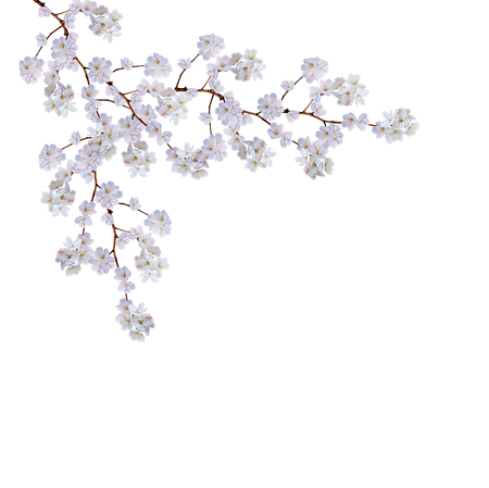 White apple flowers branch isolated on white backgroundの写真素材