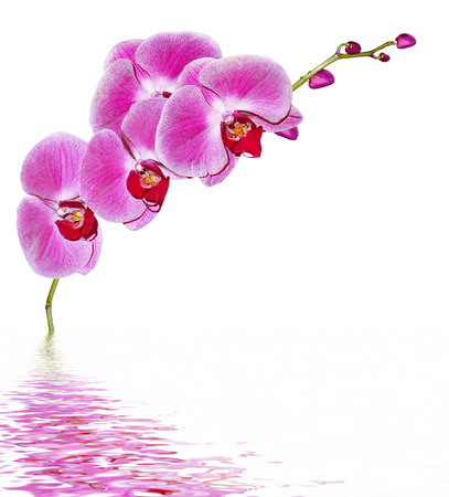 Orchid flower isolated on white backgroundの写真素材