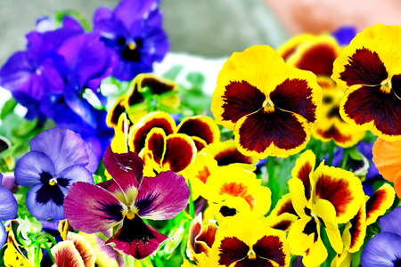 pansy flowers. Summer landscapeの写真素材