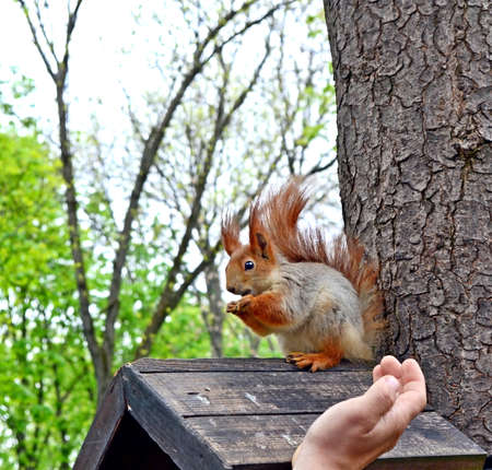 The man in the park squirrel feeding from a handの写真素材