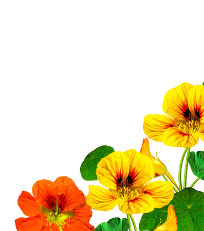 nasturtium flowers isolated on white backgroundの写真素材