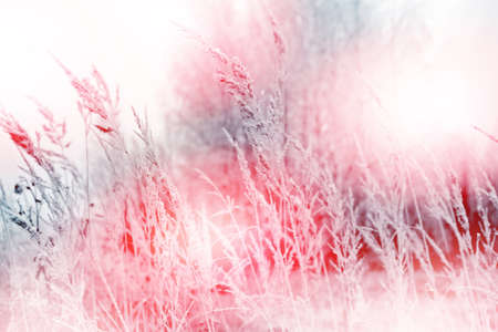 Winter Forest. Winter landscape.の写真素材