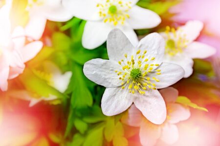 spring landscape. flowers snowdropsの写真素材
