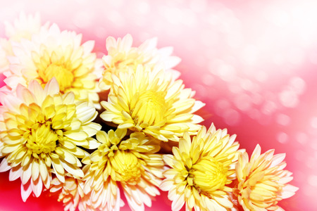 Floral background. Flowers chrysanthemumsの写真素材
