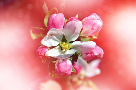 Spring landscape. Flowering branch of plumの写真素材