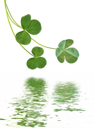 leaf clover on white background. Green foliageの写真素材