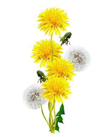 dandelion flowers isolated on white backgroundの写真素材