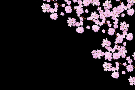 White apple flowers branch isolated on black backgroundの写真素材