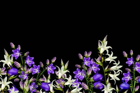 campanula flowers twig isolated on black background. delicate flowerの写真素材