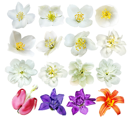 The buds of flowers isolated on white background. Delicate flowers.の写真素材