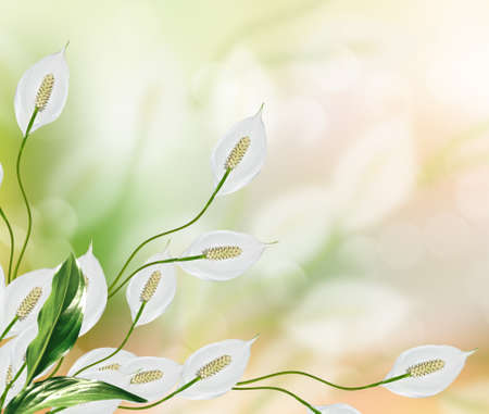 White delicate flowers Spathiphyllum.の写真素材