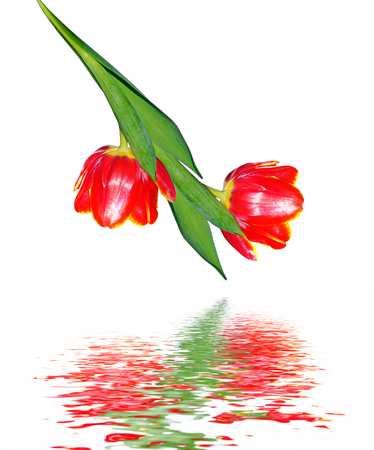 spring flowers tulips isolated on white background. beautiful flowersの写真素材