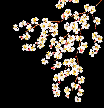 White apricot flowers branch isolated on black backgroundの写真素材