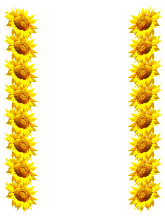 beautiful sunflower isolated on a white backgroundの写真素材