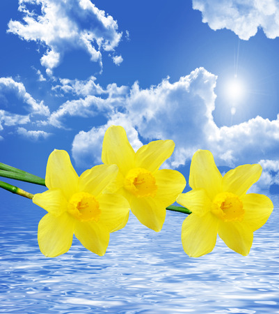 Spring flowers on a background of blue sky with cloudsの写真素材