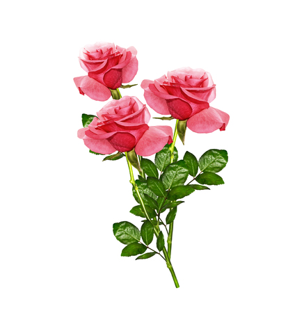 The buds of flowers roses. Holiday cardの写真素材