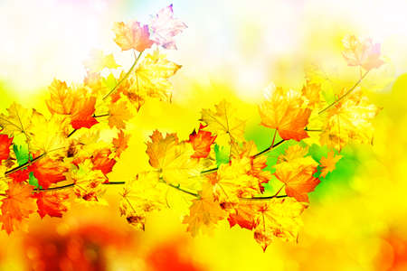 Autumn foliage. Golden Autumn. Colorful autumn leaves