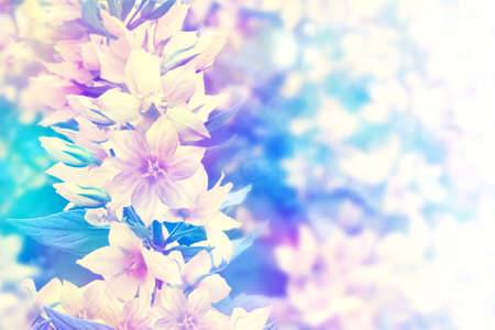 Summer landscape with yellow wildflowers. yellow flowersの写真素材