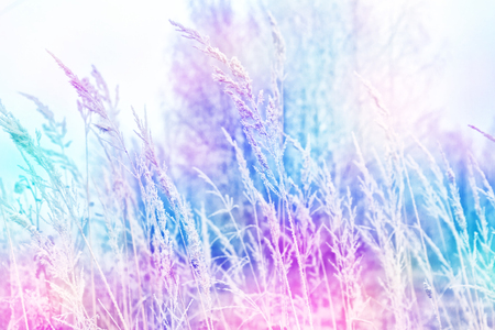 Winter Forest. Winter landscape. snow-covered grassの写真素材