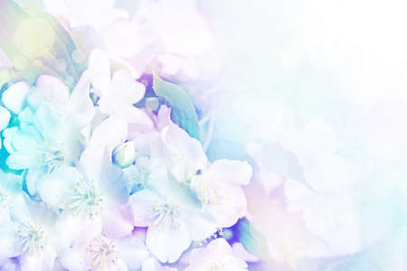 Spring landscape with delicate jasmine flowersの写真素材