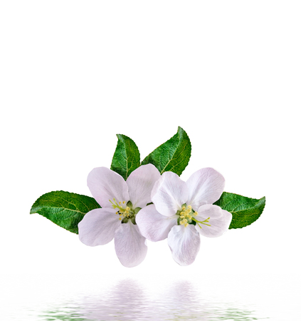 White apple flowers branch isolated on white backgroundの写真素材