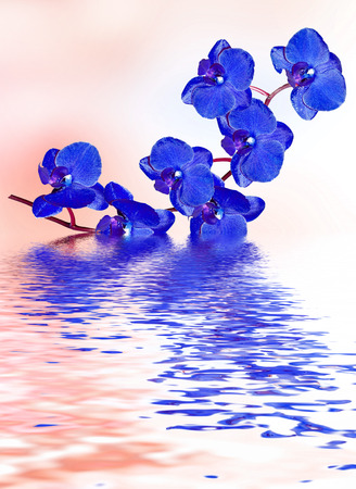 Delicate flower. Closeup of orchid. Bouquet of flowers orchidの写真素材