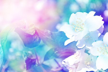 Spring landscape with delicate jasmine flowersの写真素材