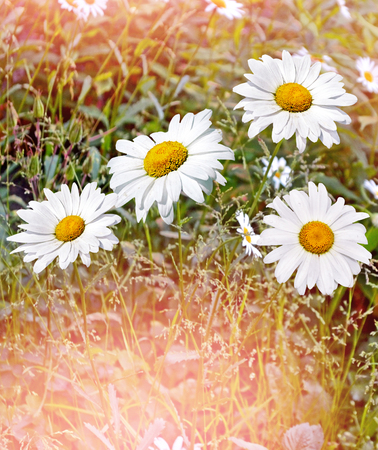 Wildflowers daisies. Summer landscape. white chamomile flowersの写真素材