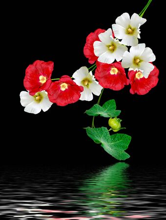 colorful bright flowers mallow isolated on black backgroundの写真素材